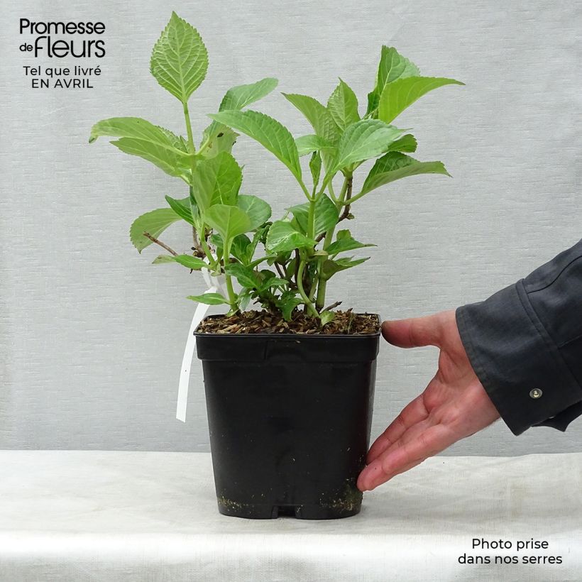 Exemplar von Hydrangea macrophylla Etoile Violette - Bauernhortensie Topf mit 2L/3L wie im Frühjahr geliefert