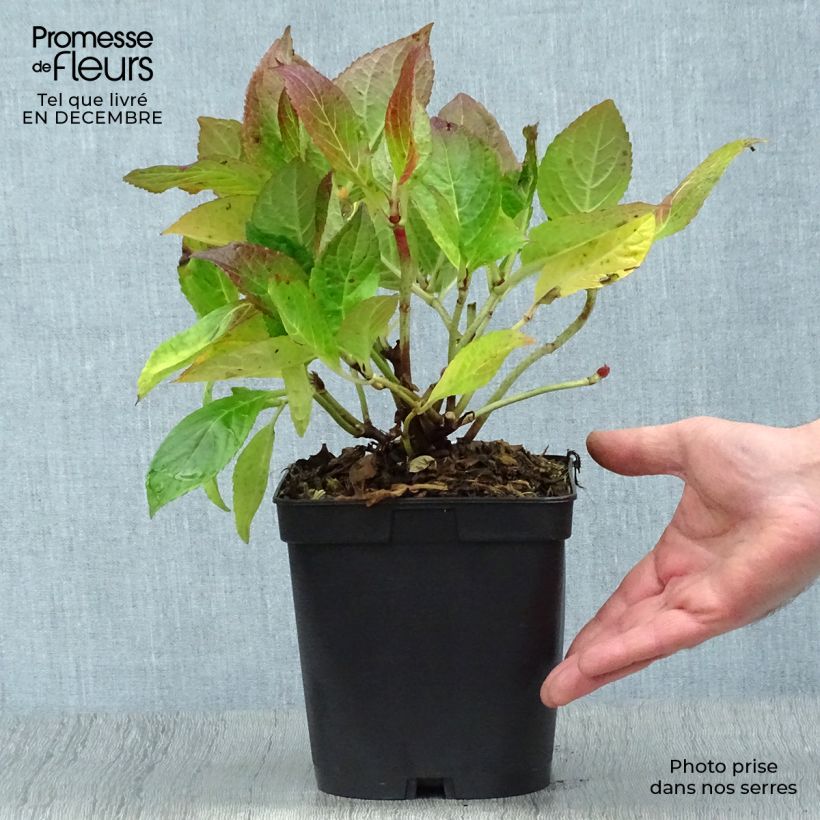 Exemplar von Hydrangea macrophylla Etoile Violette - Bauernhortensie Topf mit 2L/3L wie im Winter geliefert