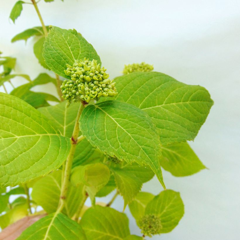 Hydrangea macrophylla Generale Vicomtesse de Vibraye - Bauernhortensie (Foliage)
