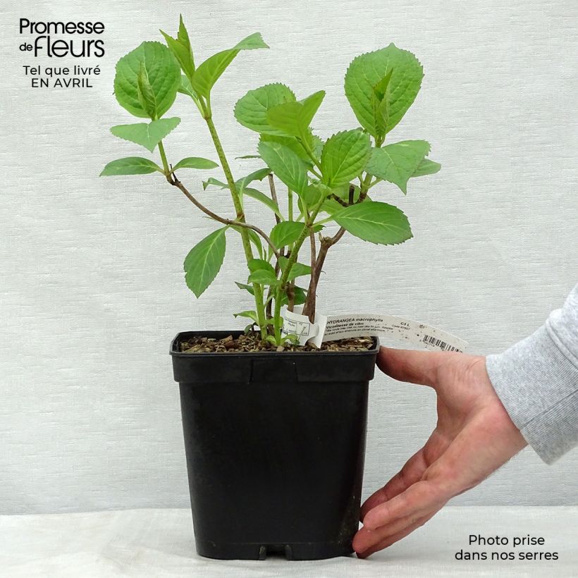 Exemplar von Hydrangea macrophylla Generale Vicomtesse de Vibraye - Bauernhortensie Topf mit 2L/3L wie im Frühjahr geliefert