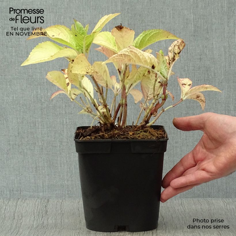 Example of Hydrangea macrophylla Generale Vicomtesse de Vibraye - Bauernhortensie Topf mit 2L/3L as you get in automne