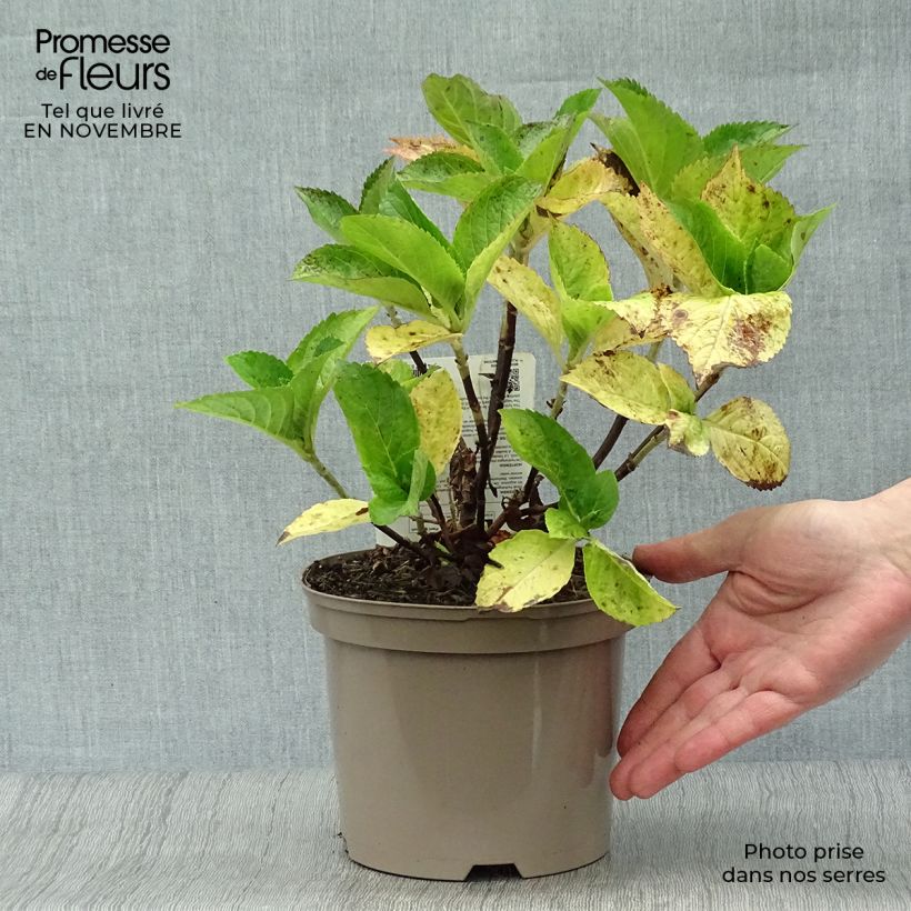 Example of Hydrangea macrophylla Gertrud Glahn - Bauernhortensie Topf mit 2L/3L as you get in automne