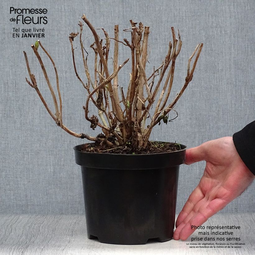Exemplar von Hydrangea macrophylla Gertrud Glahn - Bauernhortensie Topf mit 2L/3L wie im Winter geliefert
