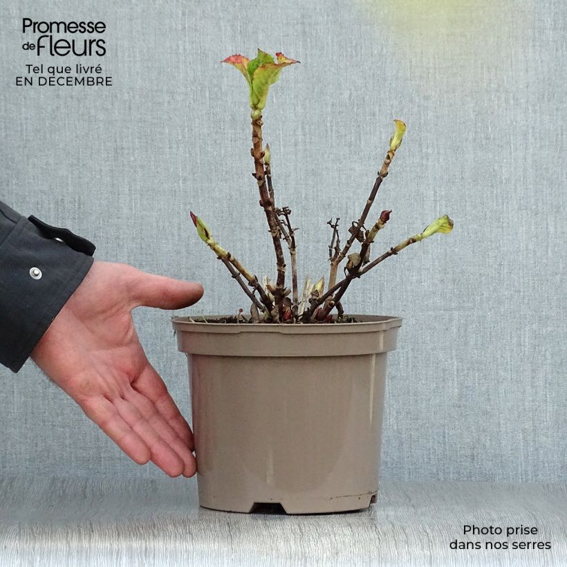 Exemplar von Hydrangea macrophylla Glowing Amber - Bauernhortensie Topf mit 2L/3L wie im Winter geliefert