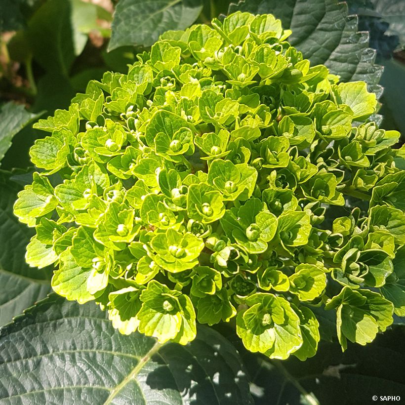 Hydrangea macrophylla Green Ever Belles - Bauernhortensie (Flowering)
