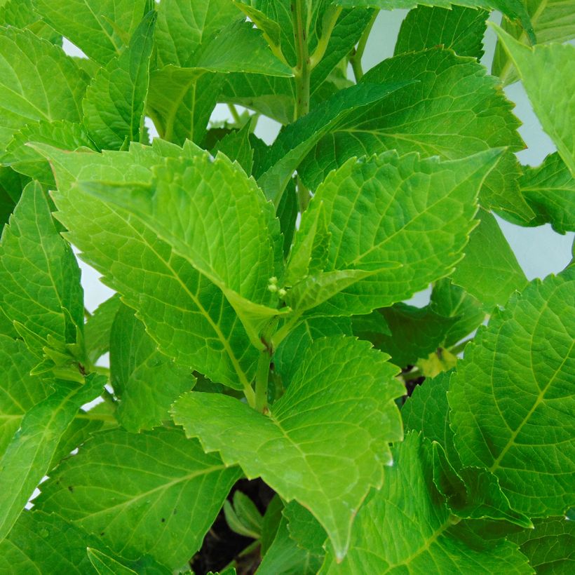 Hydrangea macrophylla Green shadow - Bauernhortensie (Foliage)