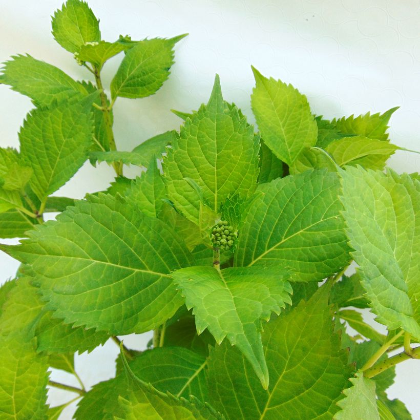 Hydrangea macrophylla Hambourg - Bauernhortensie (Foliage)