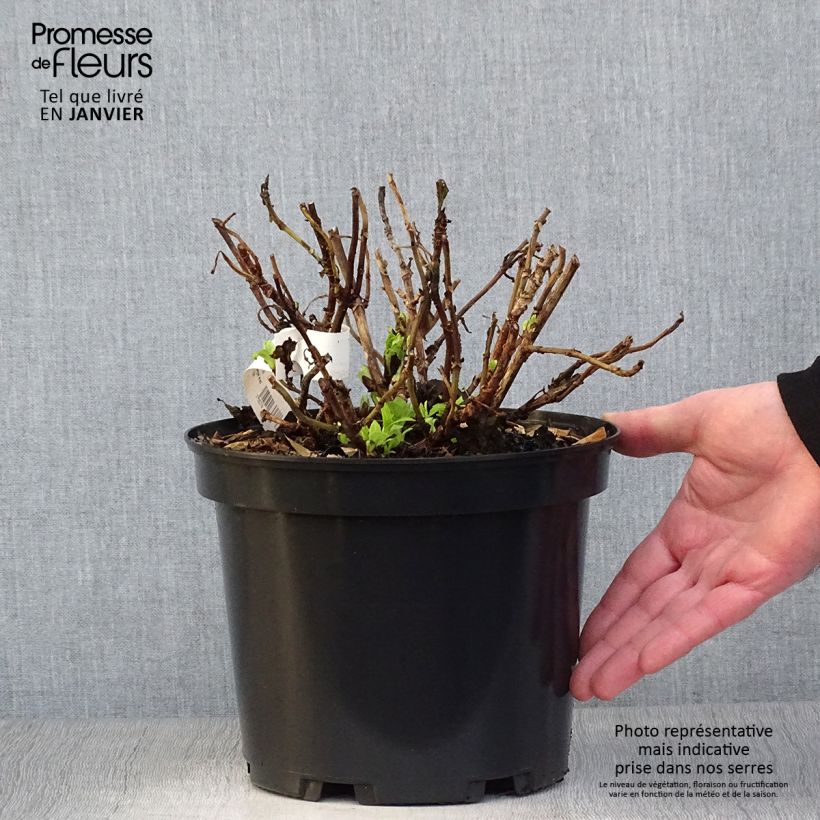 Exemplar von Hydrangea macrophylla Hovaria Hobergine - Bauernhortensie Topf mit 4L/5L wie im Winter geliefert