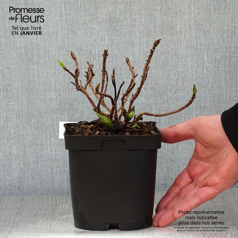 Exemplar von Hydrangea macrophylla Immaculata - Bauernhortensie Topf mit 2L/3L wie im Winter geliefert