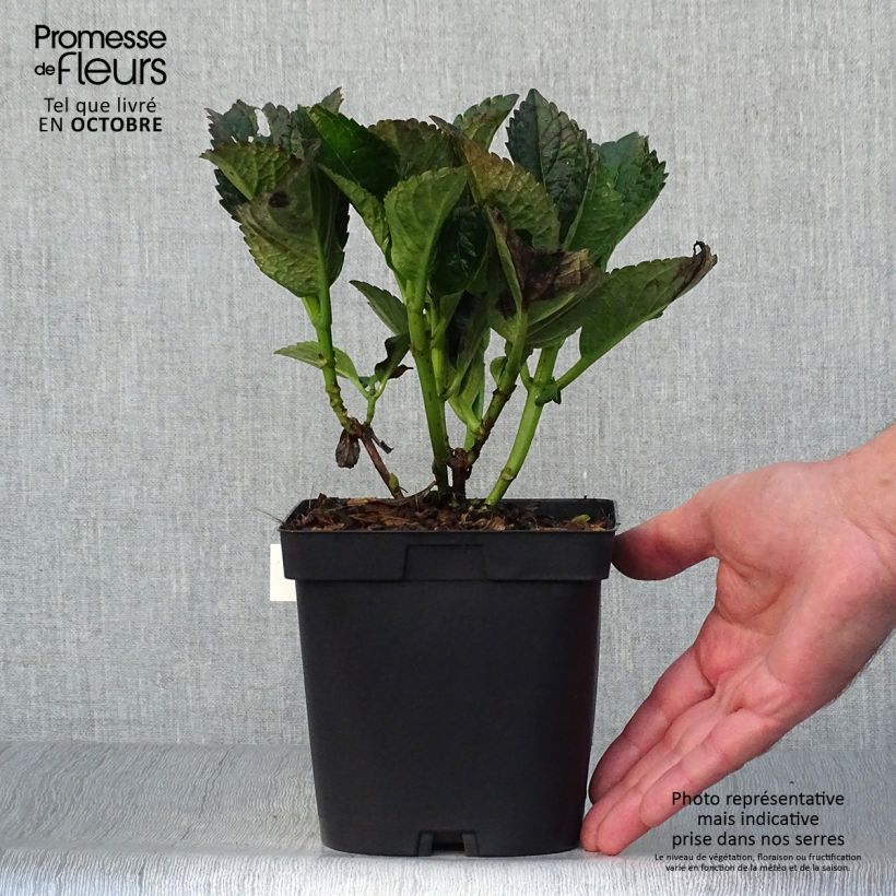 Example of Hydrangea macrophylla Julisa - Bauernhortensie Topf mit 1,5L/2L as you get in automne