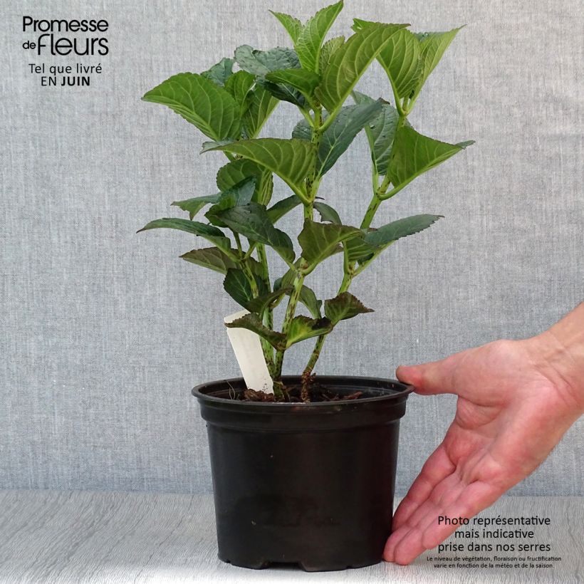 Exemplar von Hydrangea macrophylla Julisa - Bauernhortensie Topf mit 1,5L/2L wie im Sommer geliefert