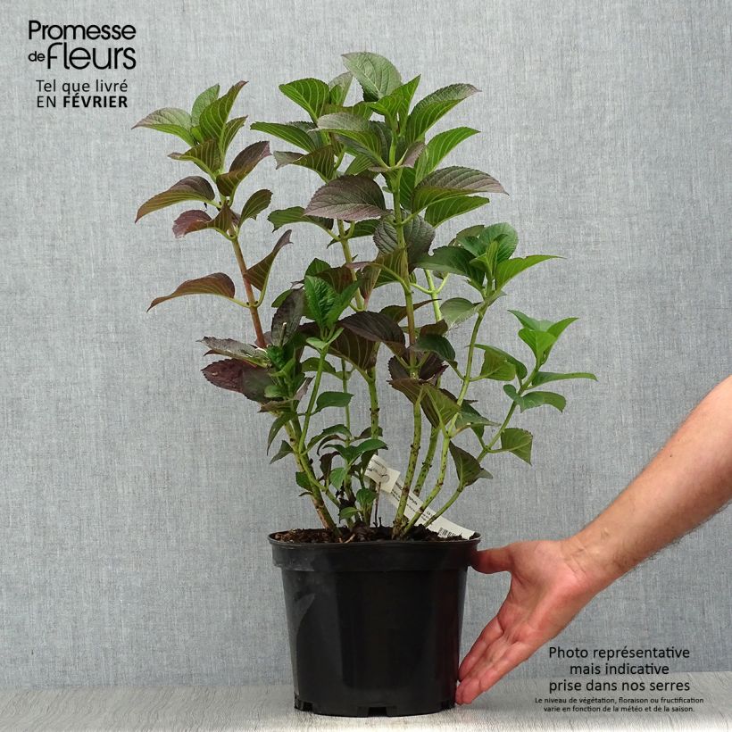 Example of Hydrangea macrophylla Julisa - Bauernhortensie Topf mit 4L/5L as you get in automne