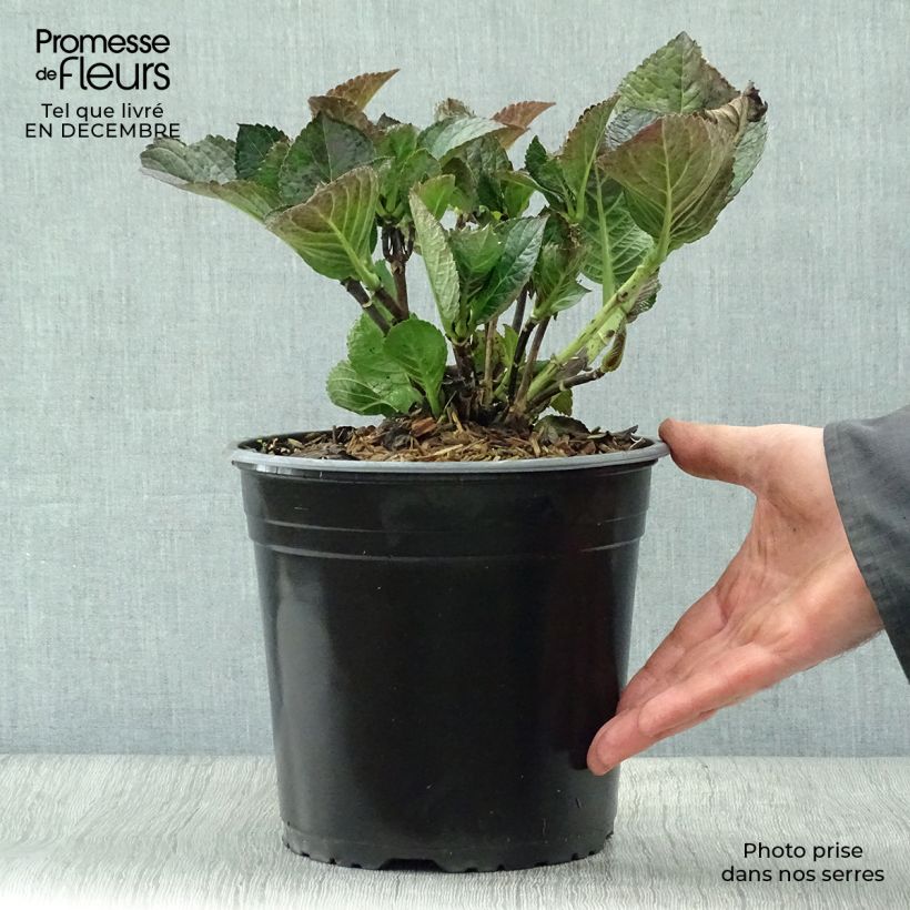 Exemplar von Hydrangea macrophylla Julisa - Bauernhortensie Topf mit 4L/5L wie im Winter geliefert