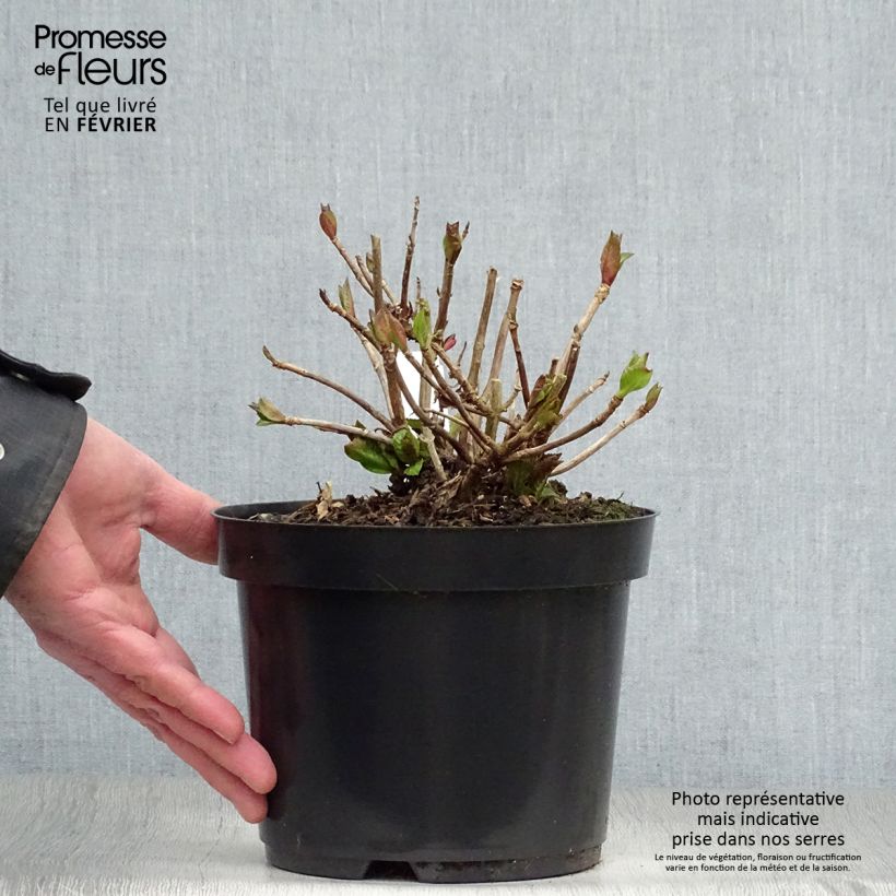 Exemplar von Hydrangea macrophylla Teller Kardinal - Bauernhortensie Topf mit 2L/3L wie im Winter geliefert