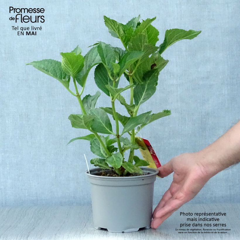 Exemplar von Hydrangea macrophylla Teller Kardinal - Bauernhortensie Topf mit 2L/3L wie im Frühjahr geliefert