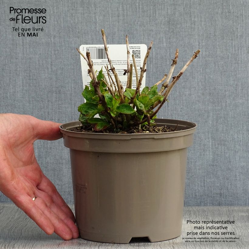 Exemplar von Hydrangea macrophylla Kardinal Violet - Bauernhortensie Topf mit 2L/3L wie im Frühjahr geliefert