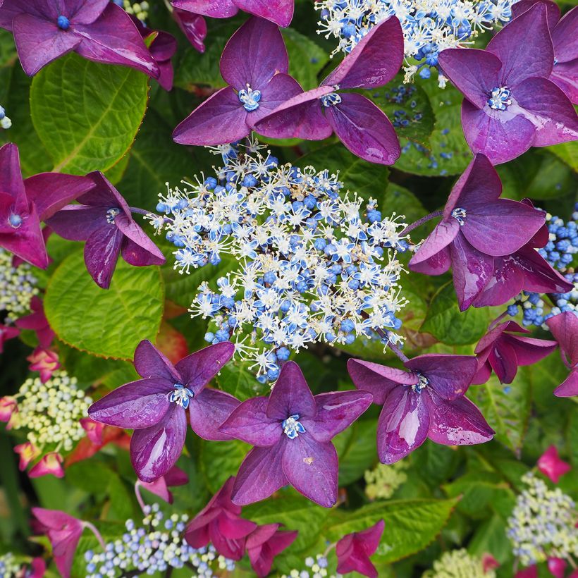 Hydrangea macrophylla Kardinal Violet - Bauernhortensie (Blüte)