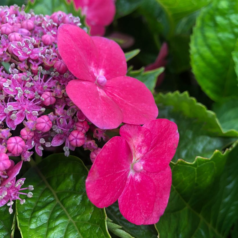 Hydrangea macrophylla Teller Kardinal - Bauernhortensie (Flowering)
