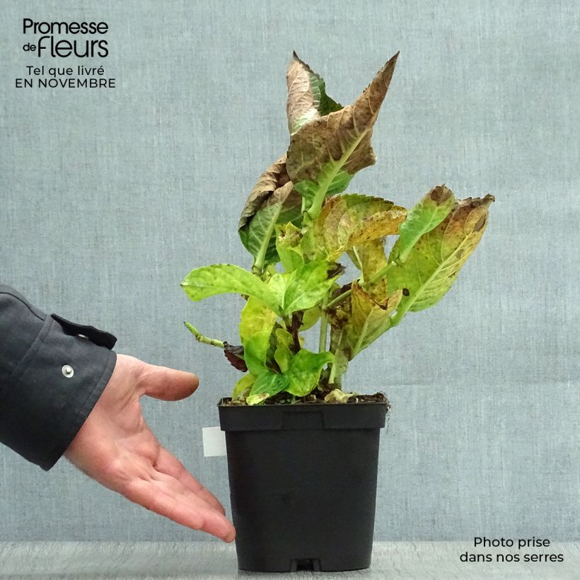 Example of Hydrangea macrophylla Kazan - Bauernhortensie Topf mit 2L/3L as you get in automne