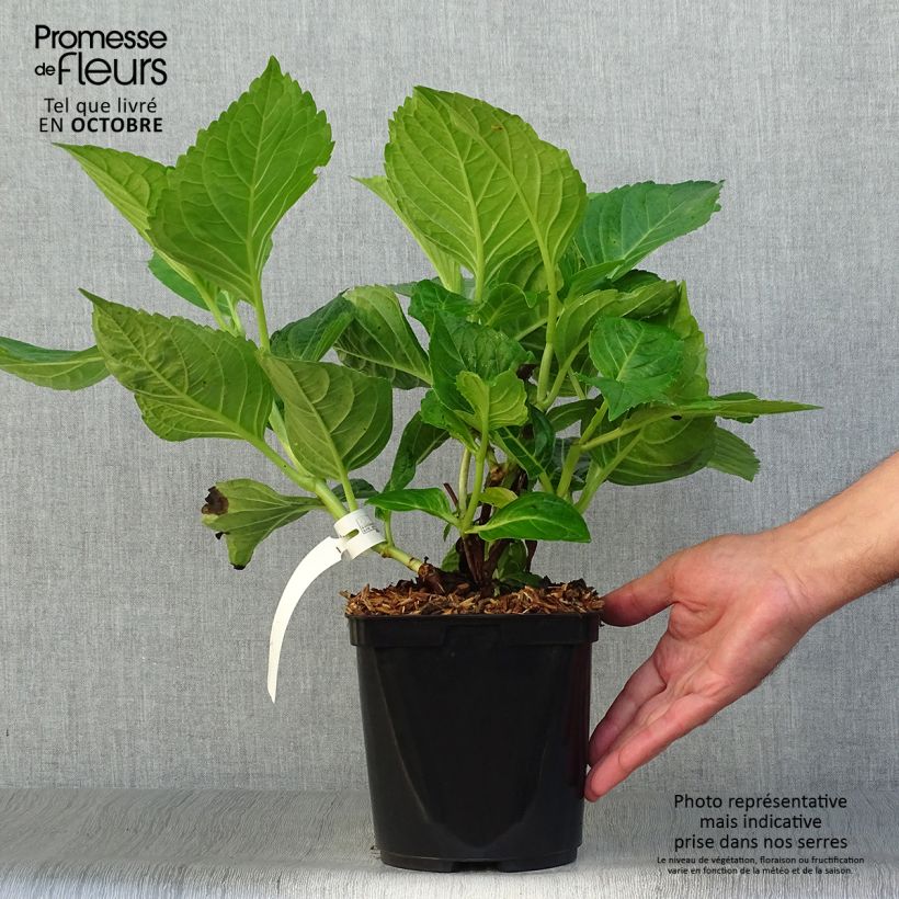 Example of Hydrangea macrophylla La Marne - Bauernhortensie Topf mit 2L/3L as you get in automne