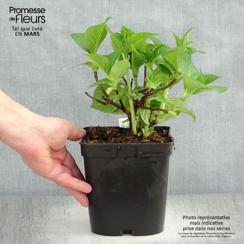 Exemplar von Hydrangea macrophylla La Marne - Bauernhortensie Topf mit 2L/3L wie im Frühjahr geliefert