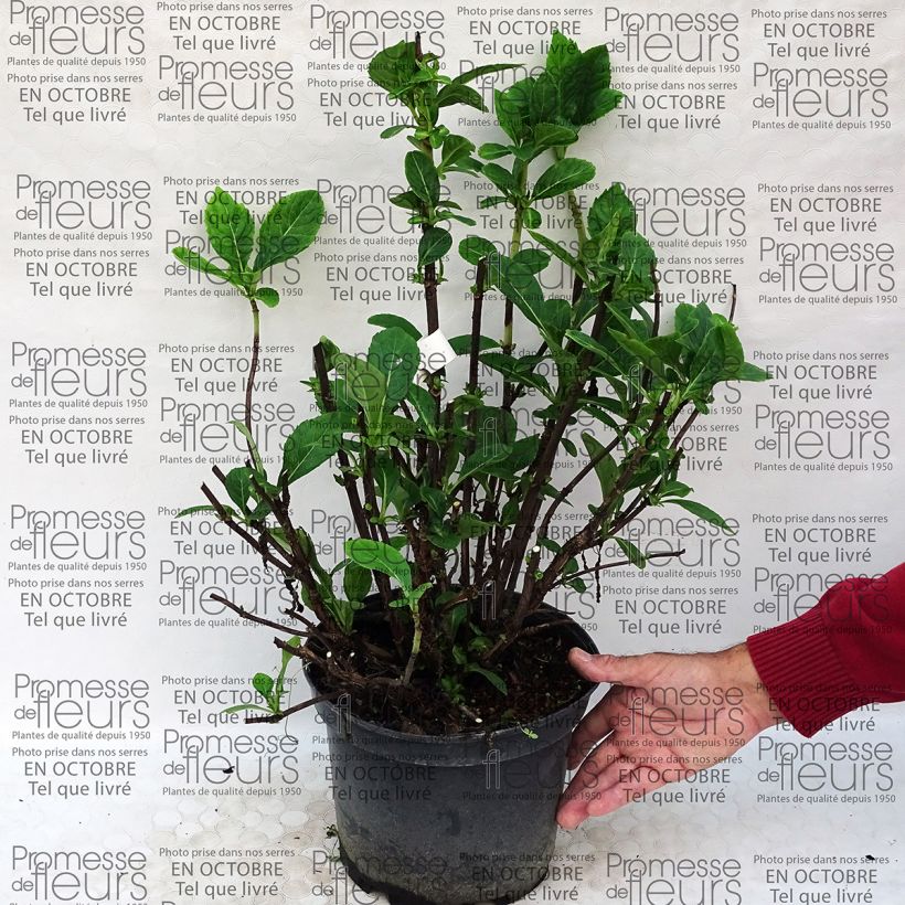 Example of Hydrangea macrophylla Rendez-Vous La Vie en Rose - Bauernhortensie Topf mit 4L/5L as you get