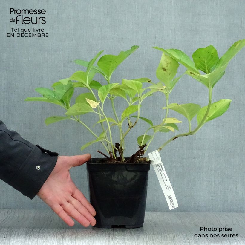 Exemplar von Hydrangea macrophylla Lady Nobuko - Bauernhortensie Topf mit 2L/3L wie im Winter geliefert