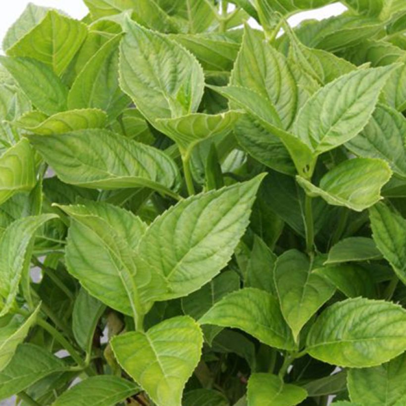 Hydrangea macrophylla Lanarth White - Bauernhortensie (Foliage)