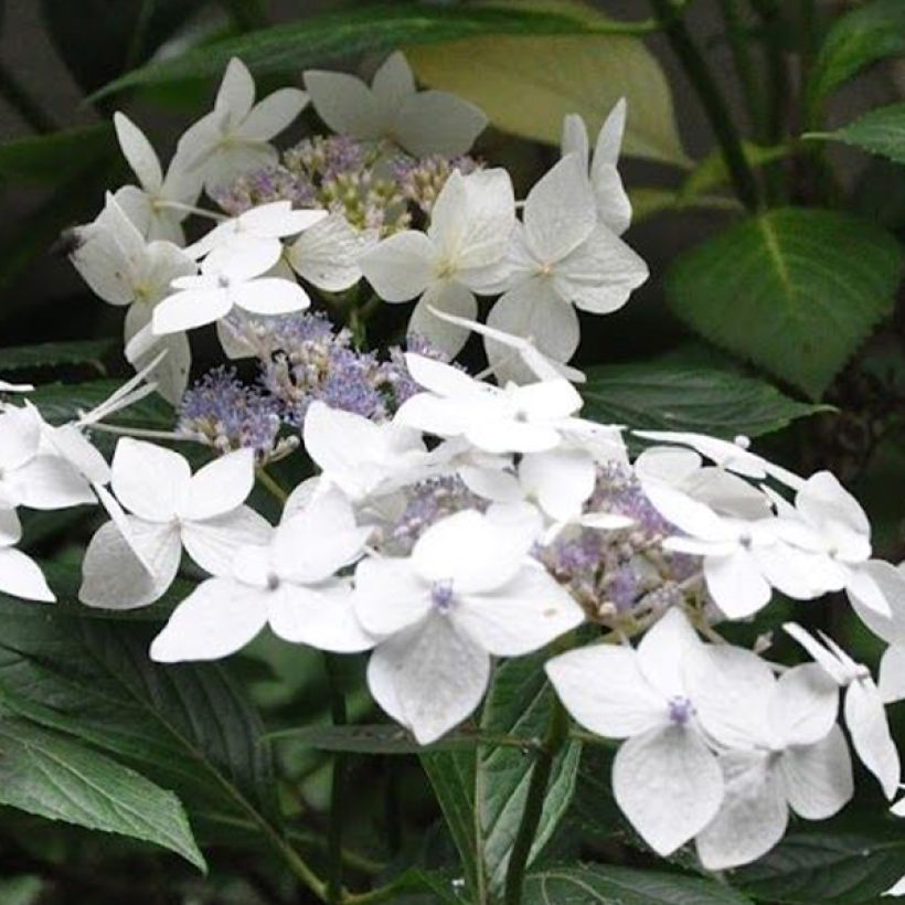 Hydrangea macrophylla Lanarth White - Bauernhortensie (Flowering)
