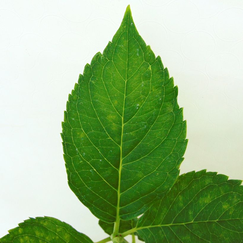 Hydrangea macrophylla Leuchtfeuer - Bauernhortensie (Foliage)