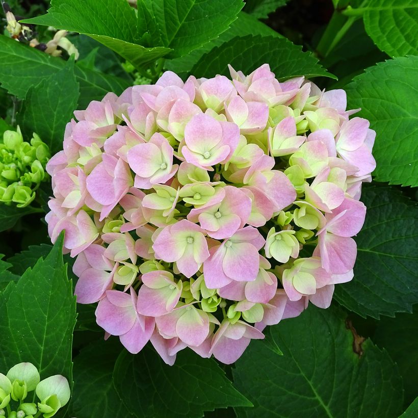 Hydrangea macrophylla Leuchtfeuer - Bauernhortensie (Flowering)