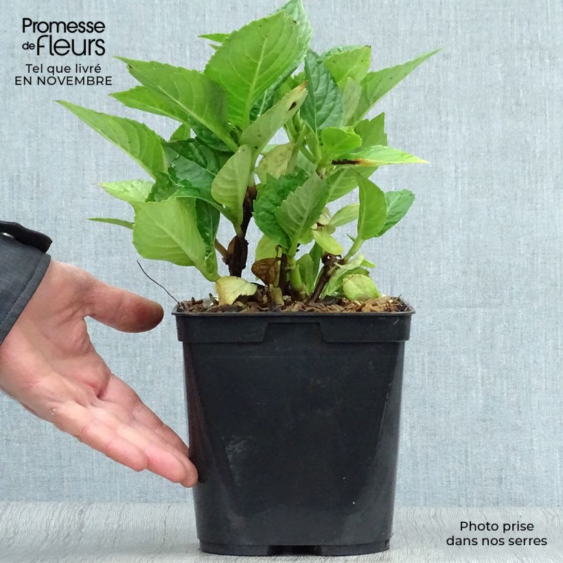 Example of Hydrangea macrophylla Leuchtfeuer - Bauernhortensie Topf mit 2L/3L as you get in automne
