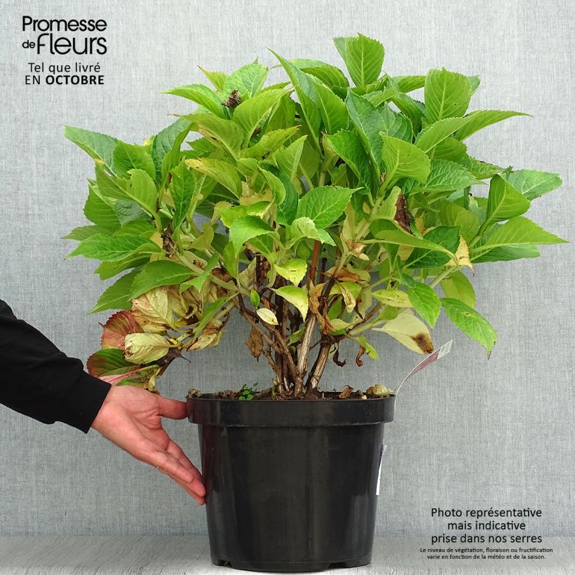 Example of Hydrangea macrophylla Leuchtfeuer - Bauernhortensie Topf mit 7,5L/10L as you get in automne