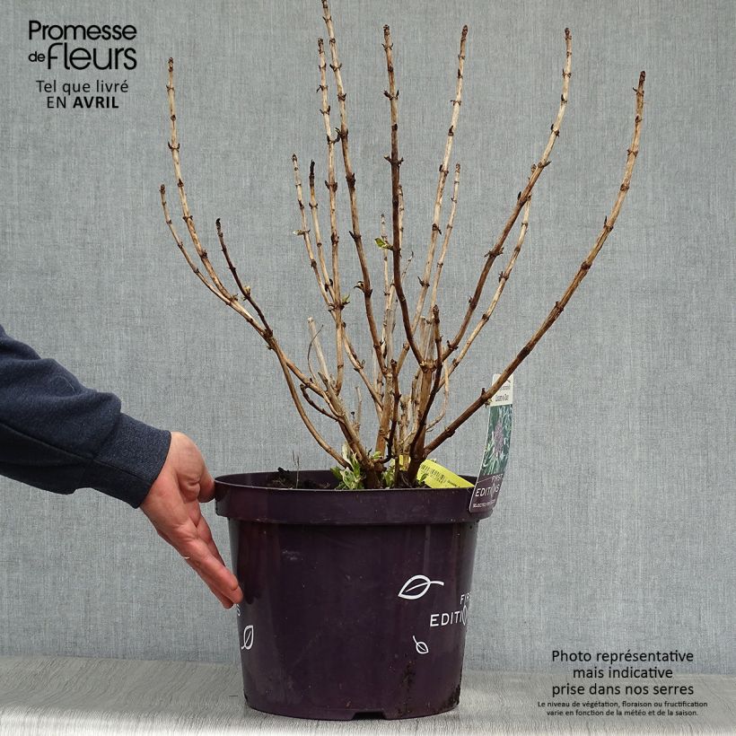 Exemplar von Hydrangea macrophylla Light'o'Day - Bauernhortensie Topf mit 7,5L/10L wie im Frühjahr geliefert