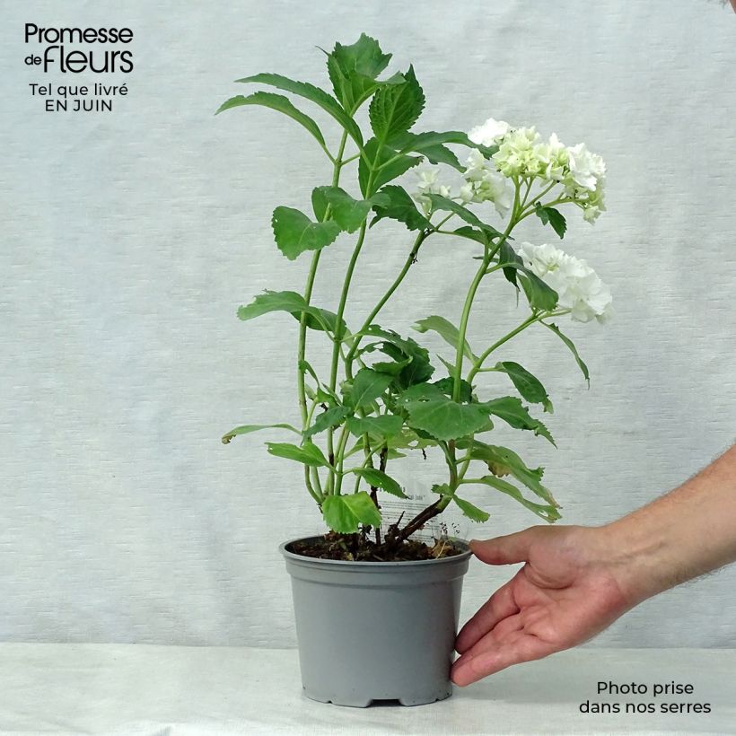 Example of Hydrangea macrophylla Magical Jade - Bauernhortensie Topf mit 2L/3L as you get in ete