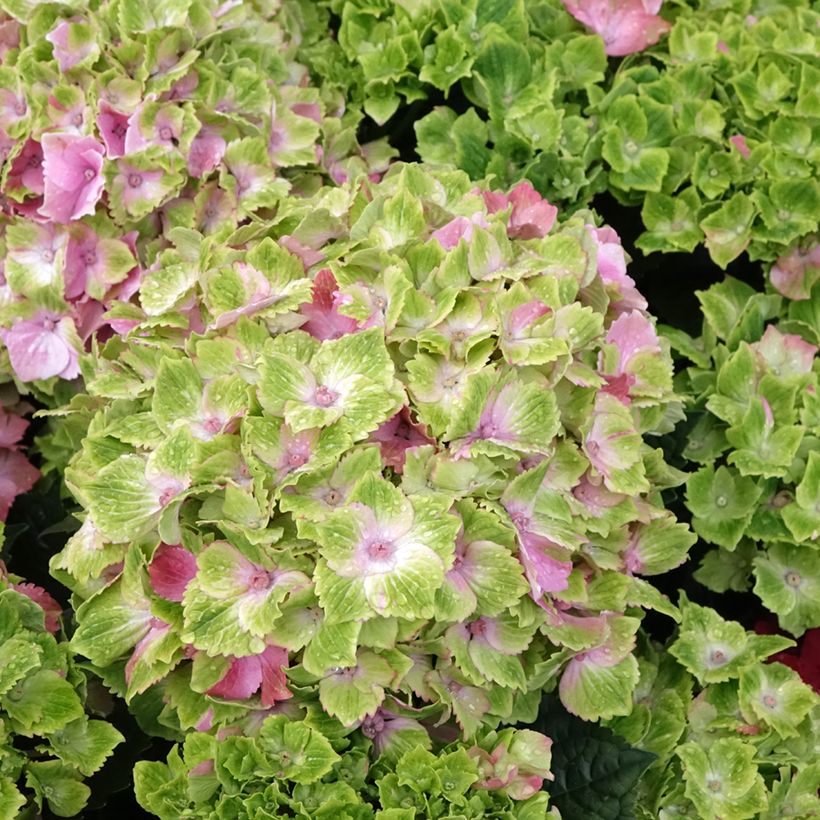 Hydrangea macrophylla Magical Jewel rosa - Bauernhortensie (Flowering)