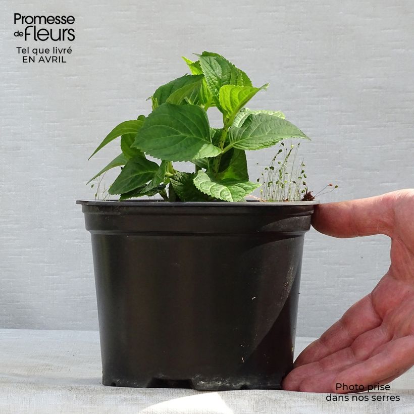 Exemplar von Hydrangea macrophylla Magical Revolution Bleu - Bauernhortensie Topf mit 1,5L/2L wie im Frühjahr geliefert