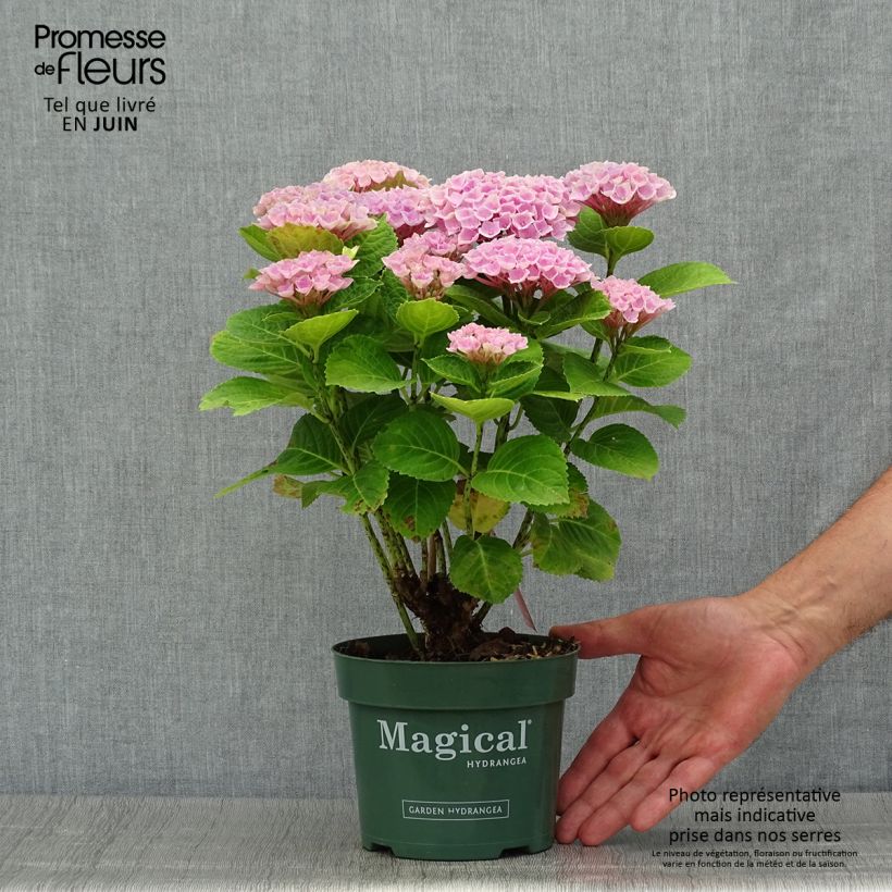 Example of Hydrangea macrophylla Magical Revolution Rose - Bauernhortensie Topf mit 2L/3L as you get in ete