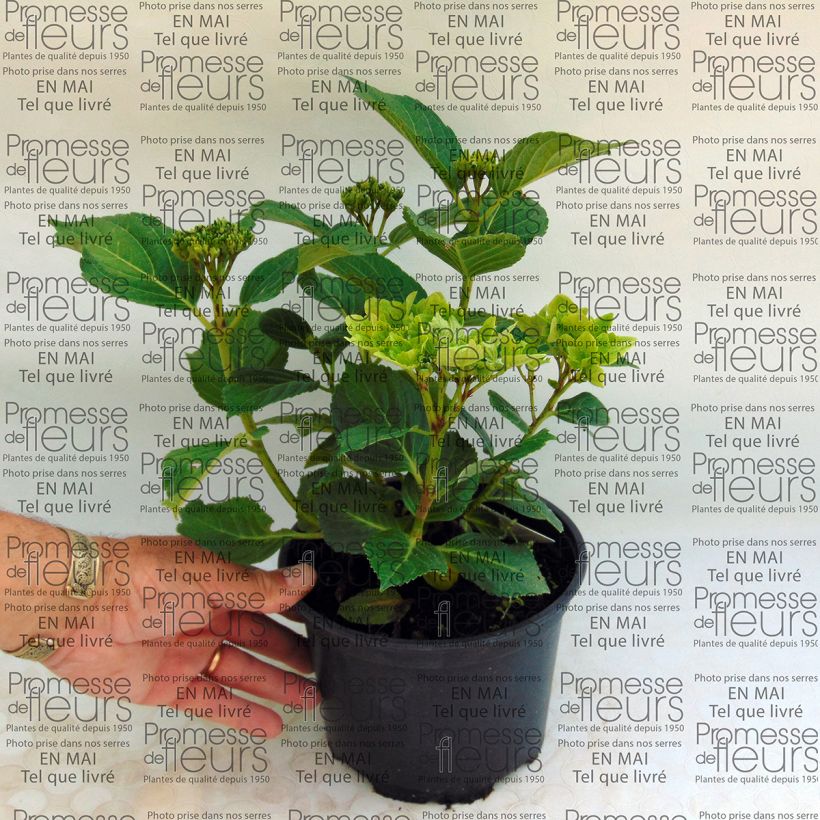 Example of Hydrangea macrophylla Magical Summer Green - Bauernhortensie Topf mit 2L/3L as you get