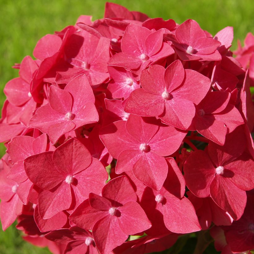 Hydrangea macrophylla Masja - Bauernhortensie (Flowering)