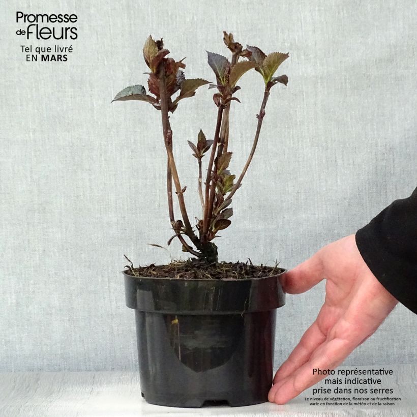 Exemplar von Hydrangea macrophylla Merveille Sanguine - Bauernhortensie Topf mit 2L/3L wie im Frühjahr geliefert