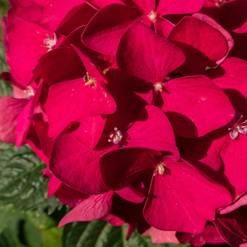 Hydrangea macrophylla Merveille Sanguine - Bauernhortensie (Blüte)