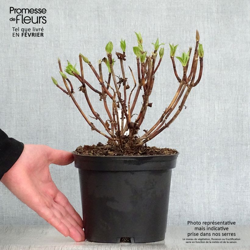 Exemplar von Hydrangea macrophylla Teller Messalina - Bauernhortensie Topf mit 2L/3L wie im Winter geliefert