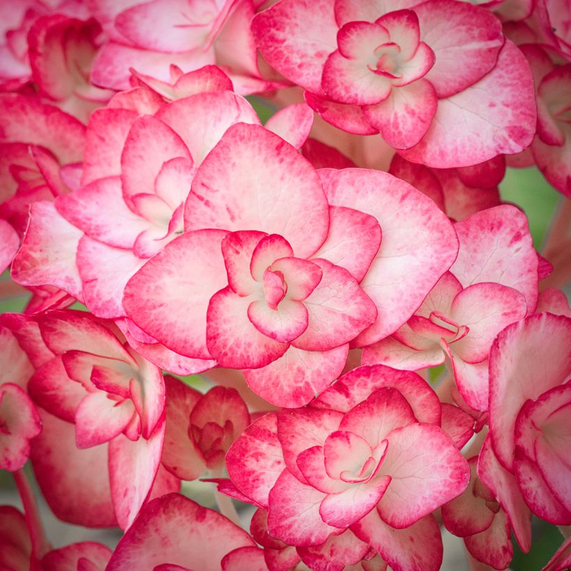 Hydrangea macrophylla Miss Saori - Bauernhortensie (Blüte)