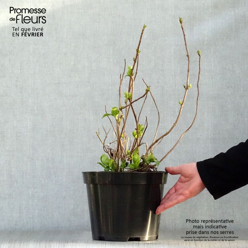 Exemplar von Hydrangea macrophylla Mme Emile Mouillière - Bauernhortensie Topf mit 7,5L/10L wie im Winter geliefert