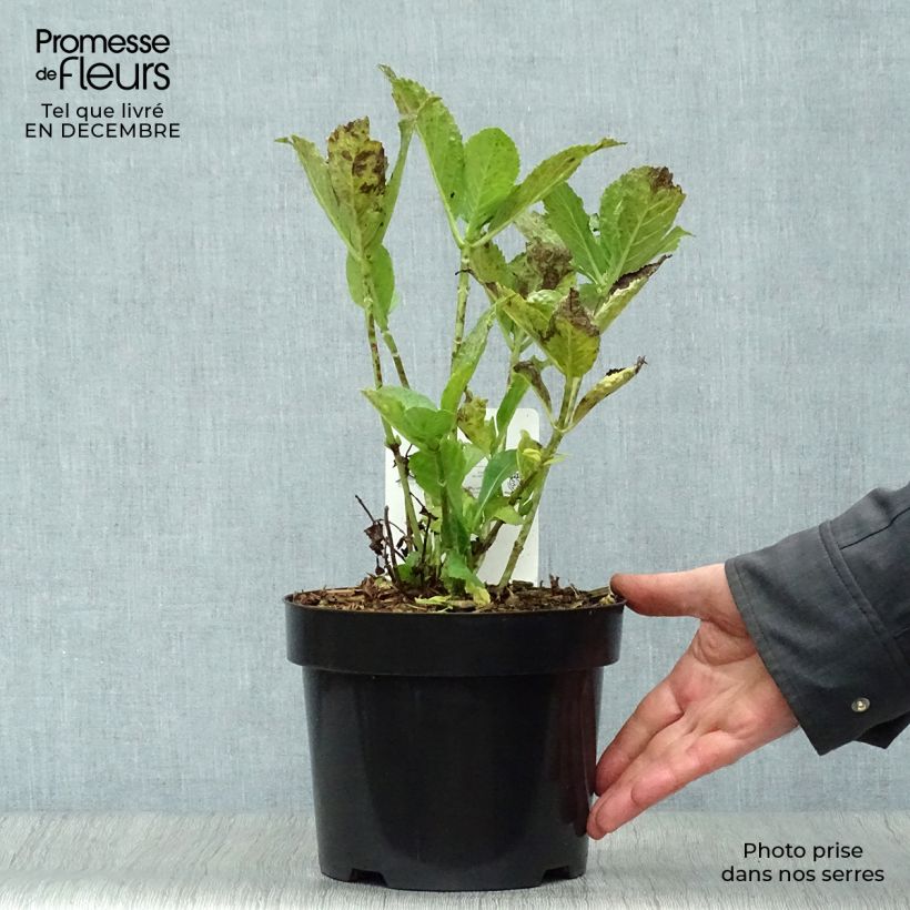 Exemplar von Hydrangea macrophylla Mme Emile Mouillière - Bauernhortensie Topf mit 3L/4L wie im Winter geliefert