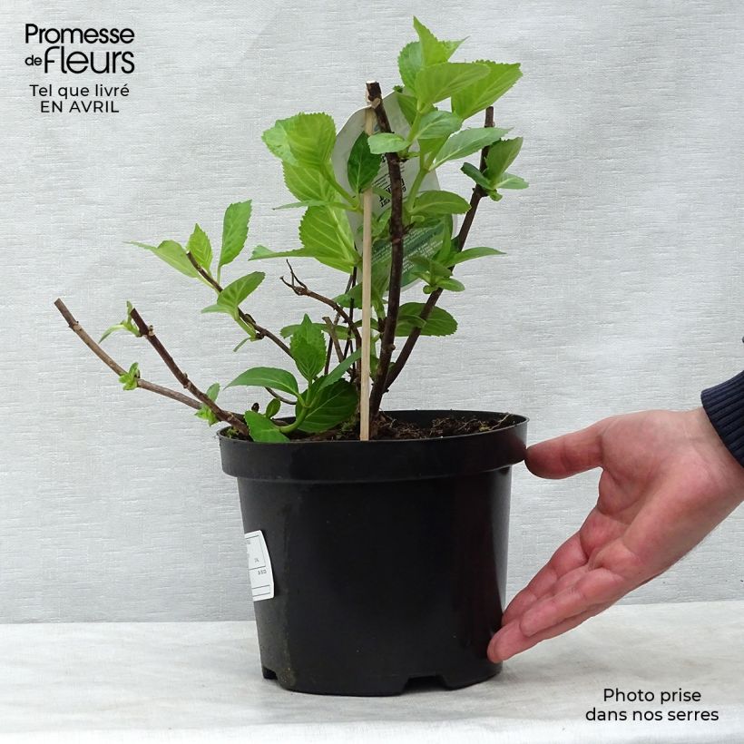 Exemplar von Hydrangea macrophylla Mme Emile Mouillière - Bauernhortensie Topf mit 3L/4L wie im Frühjahr geliefert