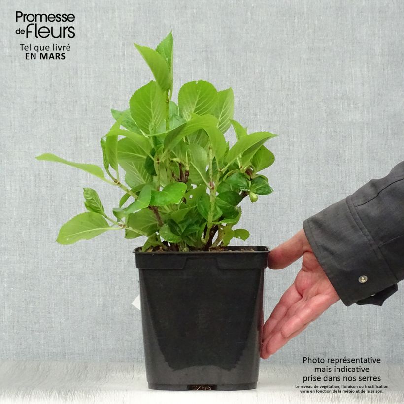 Exemplar von Hydrangea macrophylla Mousmee - Bauernhortensie Topf mit 2L/3L wie im Frühjahr geliefert