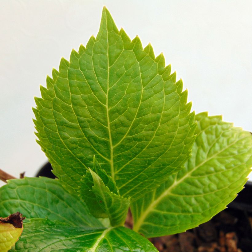 Hydrangea macrophylla Mousseline - Bauernhortensie (Foliage)