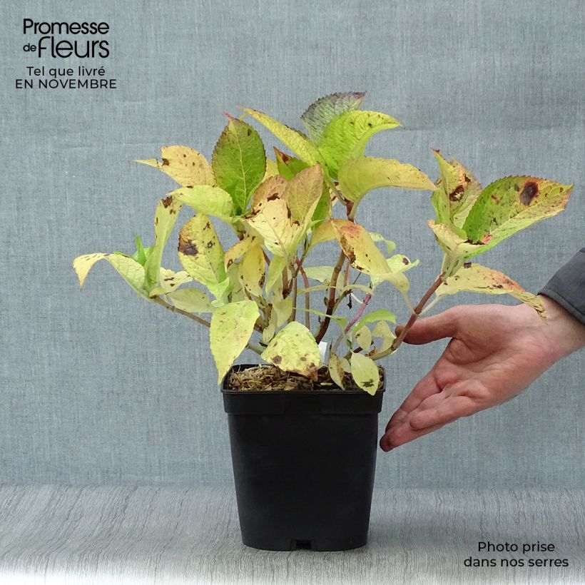 Example of Hydrangea macrophylla Mousseline - Bauernhortensie Topf mit 2L/3L as you get in automne